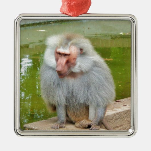 Grijze aap, Ape Macaque, Natuur, dierlijk wild Metalen Ornament (Voorkant)