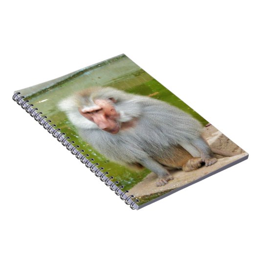 Grijze aap, Ape Macaque, Natuur, dierlijk wild Notitieboek (Rechterzijde)