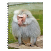 Grijze aap, Ape Macaque, Natuur, dierlijk wild Notitieboek (Voorkant)