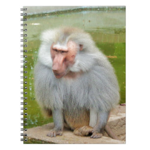 Grijze aap, Ape Macaque, Natuur, dierlijk wild Notitieboek