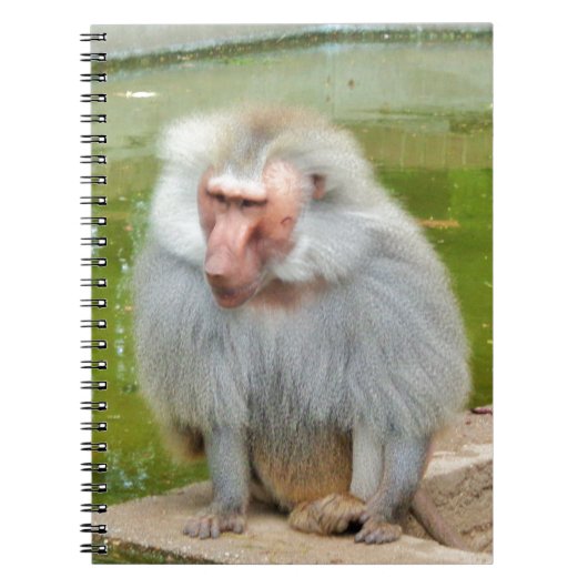 Grijze aap, Ape Macaque, Natuur, dierlijk wild Notitieboek (Voorkant)