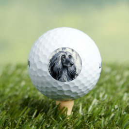 Grijze Afghaanse Windhond Portret Golfballen