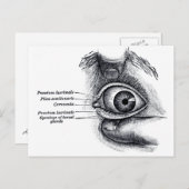 Grijze anatomie — oogbal briefkaart (Voorkant / Achterkant)
