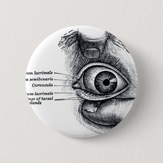 Grijze anatomie — oogbal ronde button 5,7 cm (Voorkant)