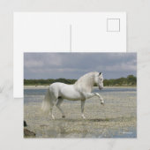 Grijze Andalucian Stallion op het meer Briefkaart (Voorkant / Achterkant)