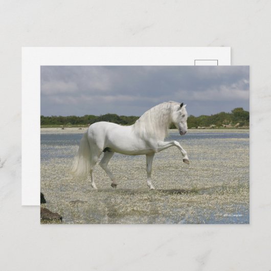 Grijze Andalucian Stallion op het meer Briefkaart (Voorkant / Achterkant)