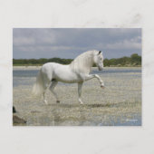 Grijze Andalucian Stallion op het meer Briefkaart (Voorkant)