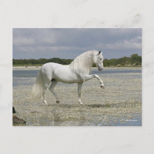Grijze Andalucian Stallion op het meer Briefkaart (Voorkant)