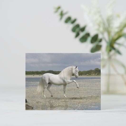Grijze Andalucian Stallion op het meer Briefkaart (Staand voorkant)