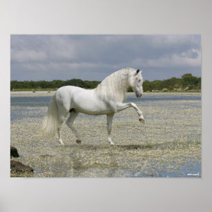 Grijze Andalucian Stallion op het meer Poster