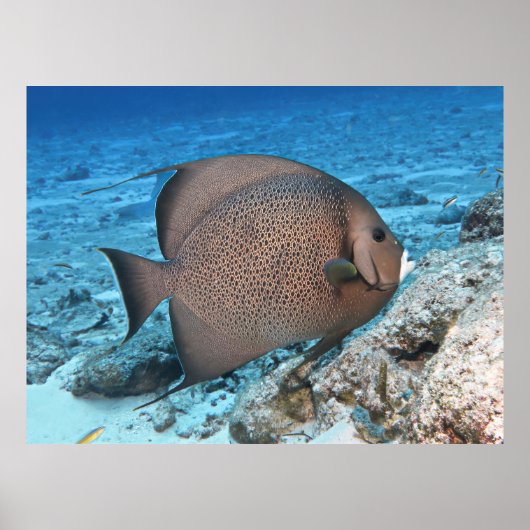 Grijze Angelfish Poster (Voorkant)