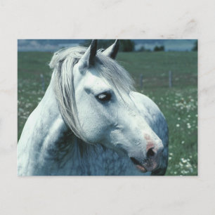 Grijze appelwijn in blote vorm briefkaart