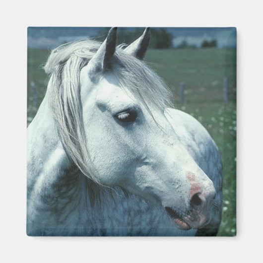 Grijze appelwijn in blote vorm magneet (Voorkant)