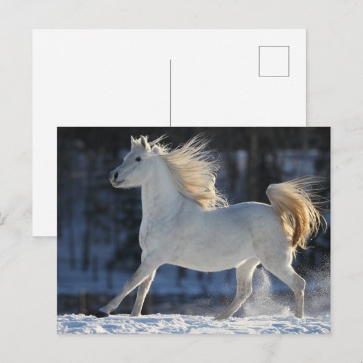 Grijze Arabisch met sneeuwststroom Briefkaart (Voorkant / Achterkant)