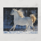 Grijze Arabisch met sneeuwststroom Briefkaart (Voorkant)
