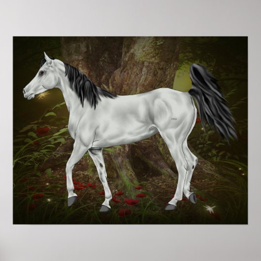 Grijze Arabische paard Poster (Voorkant)