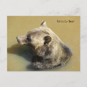 Grijze beer in het water briefkaart