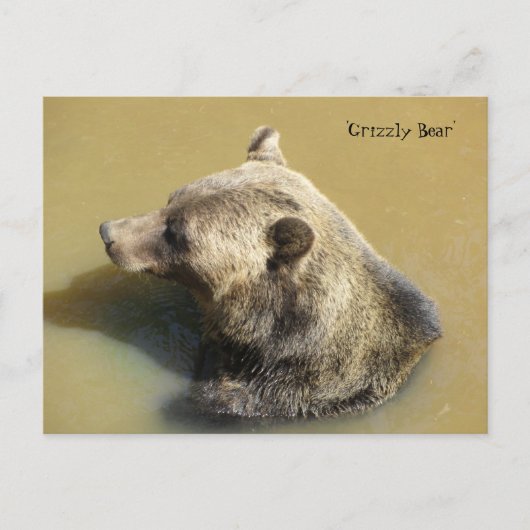 Grijze beer in het water briefkaart (Voorkant)