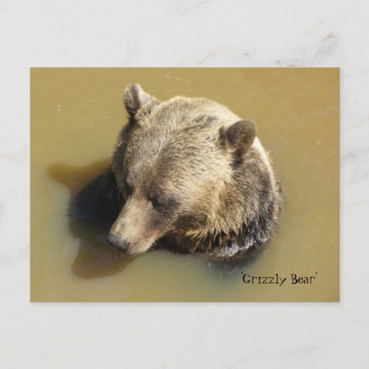 Grijze beer in het water briefkaart (Voorkant)