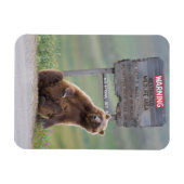 Grijze beer speelt met bord magneet (Horizontaal)