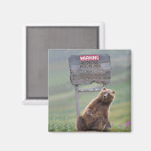 Grijze beer speelt met bord magneet (Voorkant / Achterkant)