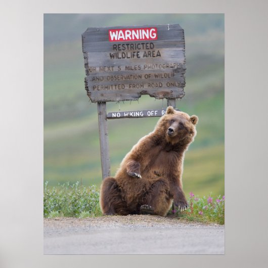 Grijze beer speelt met bord poster (Voorkant)
