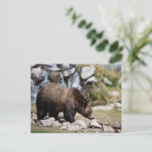 Grijze beren foto briefkaart (Staand voorkant)