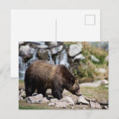 Grijze beren foto briefkaart (Voorkant / Achterkant)