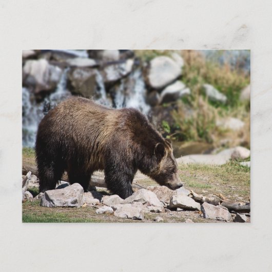 Grijze beren foto briefkaart (Voorkant)
