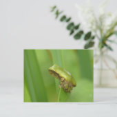 Grijze boomkikker. briefkaart (Staand voorkant)