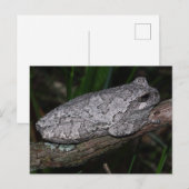 grijze boomkikker briefkaart (Voorkant / Achterkant)