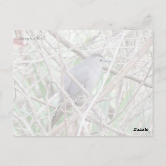 Grijze Briefkaart (Achterkant)