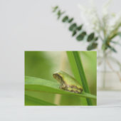 Grijze Briefkaart van de boomkikker. (Staand voorkant)