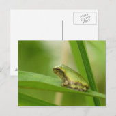 Grijze Briefkaart van de boomkikker. (Voorkant / Achterkant)