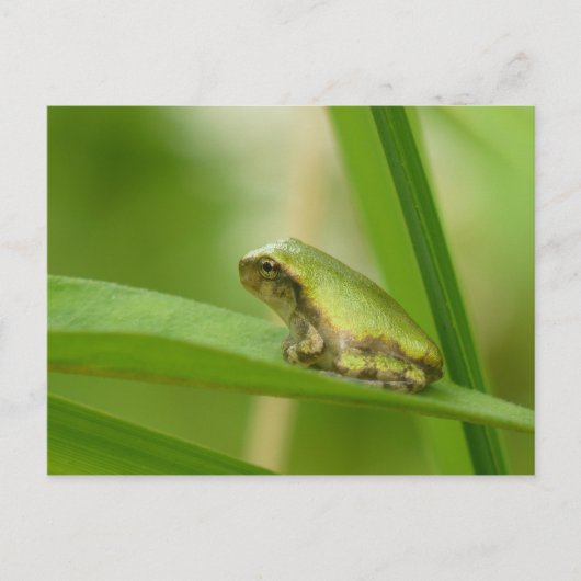 Grijze Briefkaart van de boomkikker. (Voorkant)