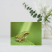 Grijze Briefkaart van de boomkikker. (Staand voorkant)