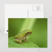Grijze Briefkaart van de boomkikker. (Voorkant / Achterkant)