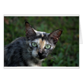 Grijze bruine kat met groene ogen