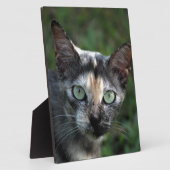 Grijze bruine kat met groene ogen fotoplaat (Zijkant)