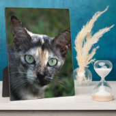 Grijze bruine kat met groene ogen fotoplaat (Zijkant)