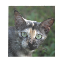 Grijze bruine kat met groene ogen