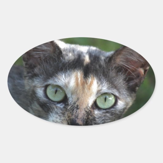 Grijze bruine kat met groene ogen ovale sticker (Voorkant)
