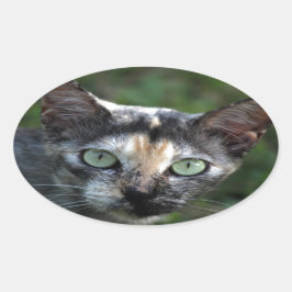Grijze bruine kat met groene ogen ovale sticker