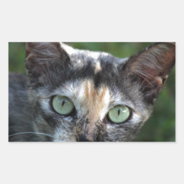 Grijze bruine kat met groene ogen rechthoekige sticker