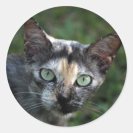 Grijze bruine kat met groene ogen ronde sticker