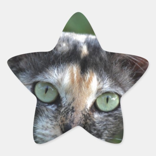 Grijze bruine kat met groene ogen ster sticker (Voorkant)