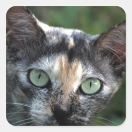 Grijze bruine kat met groene ogen vierkante sticker
