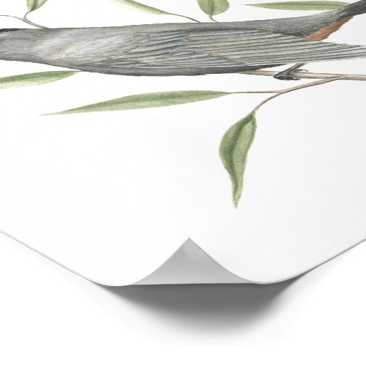 Grijze Catbird Fine Art Print (Hoek)