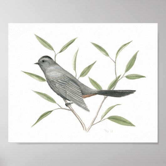 Grijze Catbird Fine Art Print (Voorkant)