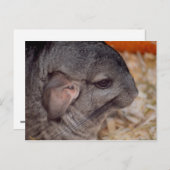grijze chinchilla zijkop uitzicht briefkaart (Voorkant / Achterkant)